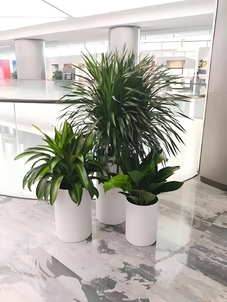 杭州湾绿植租赁方案 杭州湾绿植租赁方案